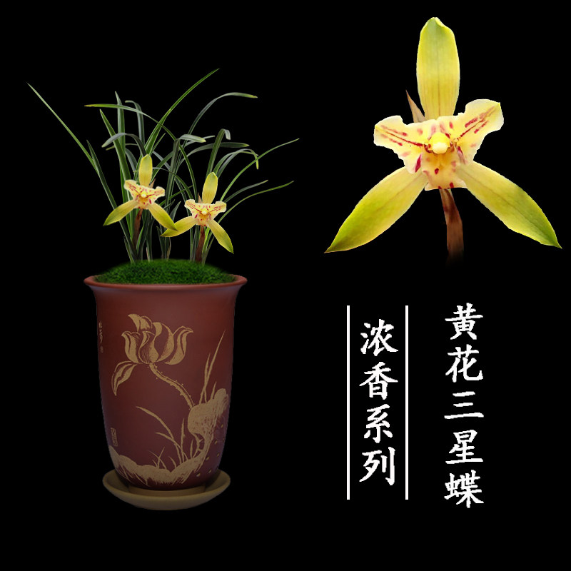 绿植名贵盆栽阳台美观兰花苗