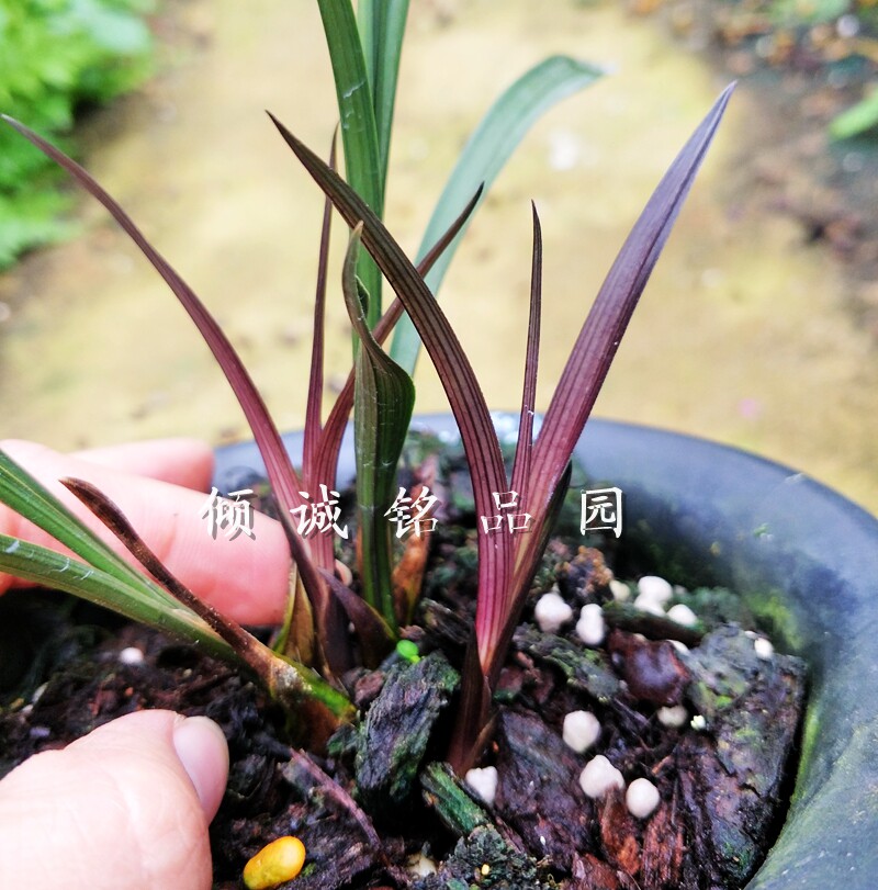 花期带花苞兰花苗 春兰新品 红芽红素 实拍一盆合计2000
