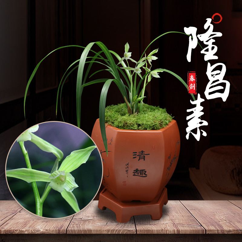 特香兰花四川四大名品稀有矮种春剑隆昌素朱德素植物室内盆栽景