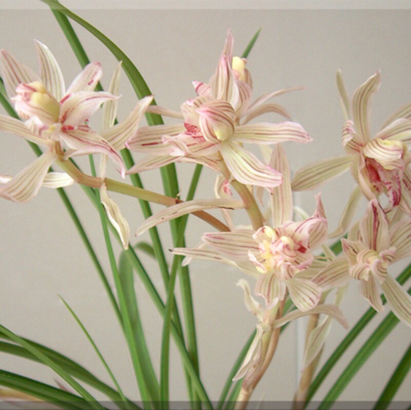 高品质兰花 云南 经典莲瓣兰 奇花名品 金沙树菊 植物浓香型