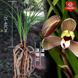 兰花云南莲瓣兰五朵金花滇梅粉色清香淡雅兰花苗室内种植