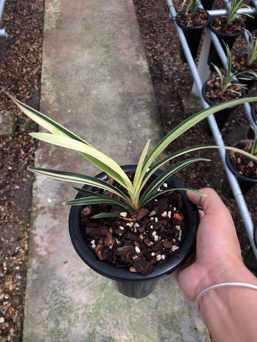 艺草盆栽办公桌兰花