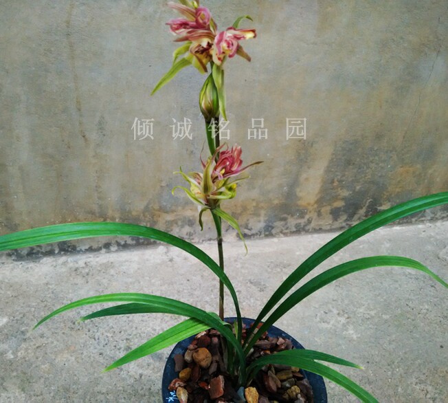 兰花耐寒品种红牡丹