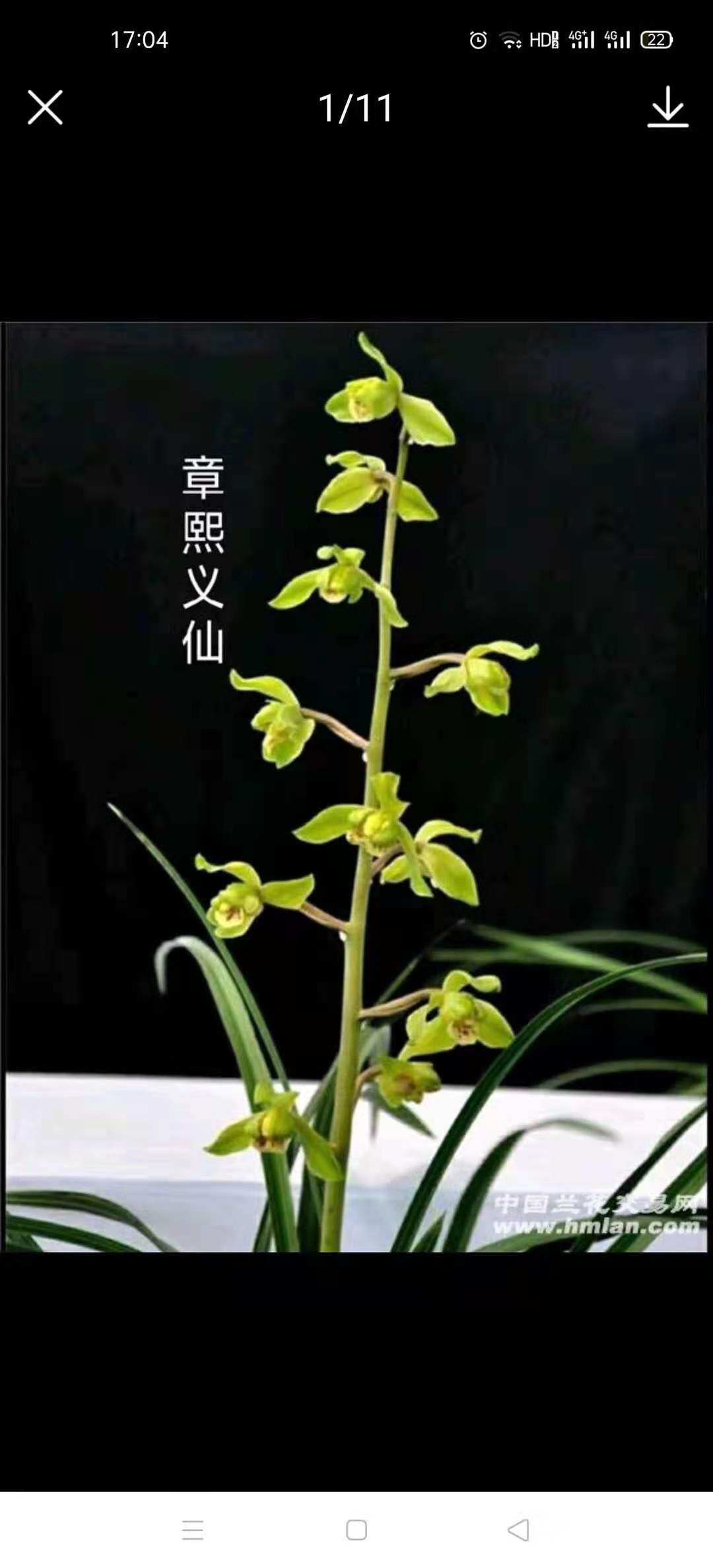 精品兰花  超靓蕙兰水晶艺草~章熙义仙开花超香铭品草本窗台趣味