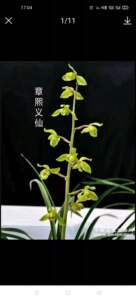 艺草水晶窗台趣味兰花