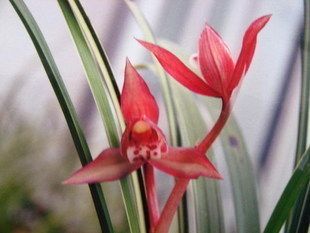 花期带花苞清仓价免邮 兰花 春剑(边河锦绣) 兰花 假一赔十