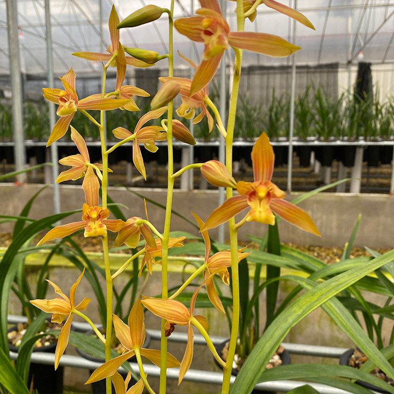 兰花苗瑶琳胭脂墨兰铭品色花超级出架高端橙色花浓香冬季带花苞