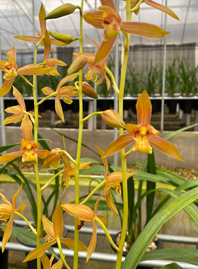 兰花苗瑶琳胭脂墨兰铭品色花超级出架高端橙色花浓香冬季带花苞