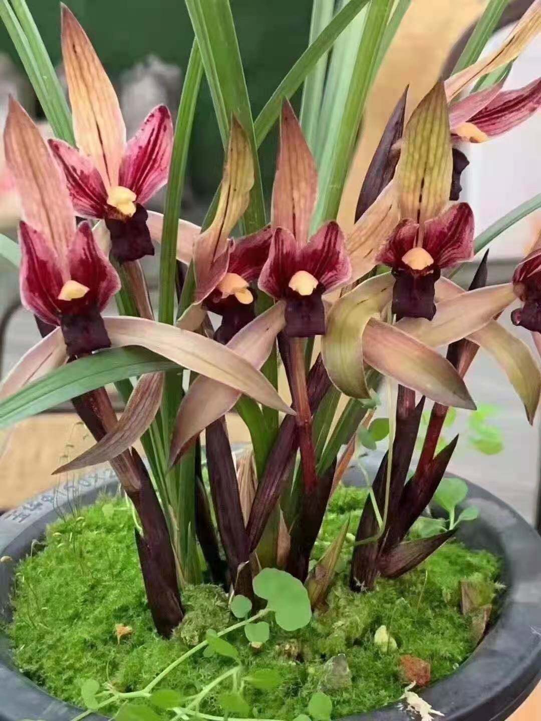 紫阳卧室趣味客厅兰花