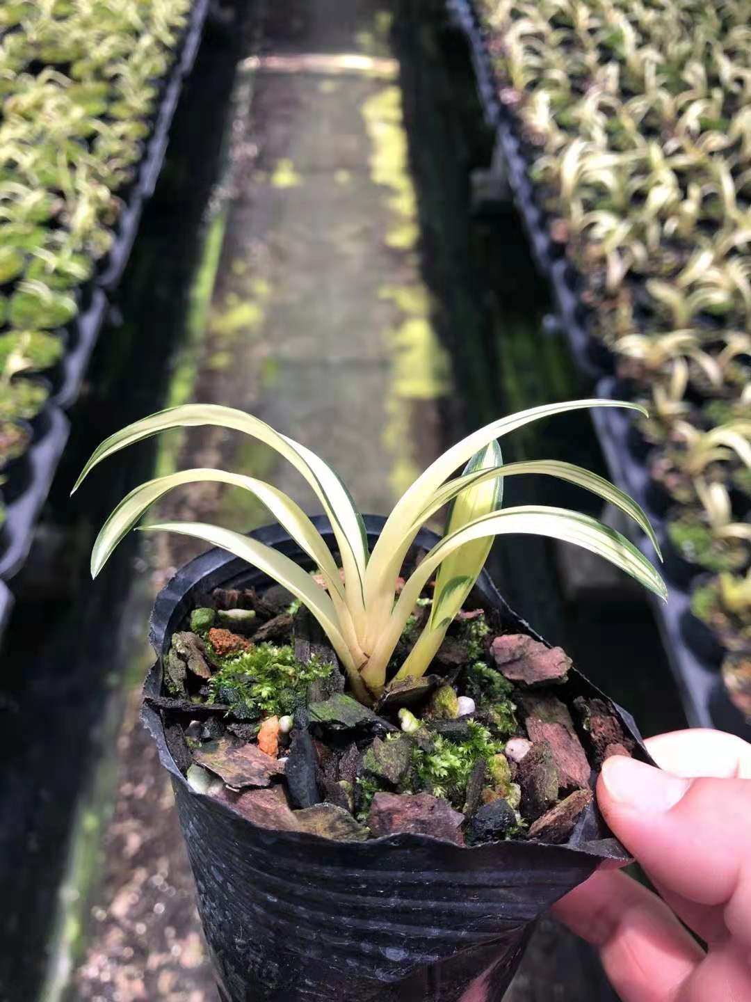 墨兰兰花矮种中透黄金达摩中透植物草本趣味卧室满屋飘香