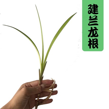 兰花兰花寒兰春剑春兰建兰龙根苗 精品龙根中透室内花卉绿植盆栽