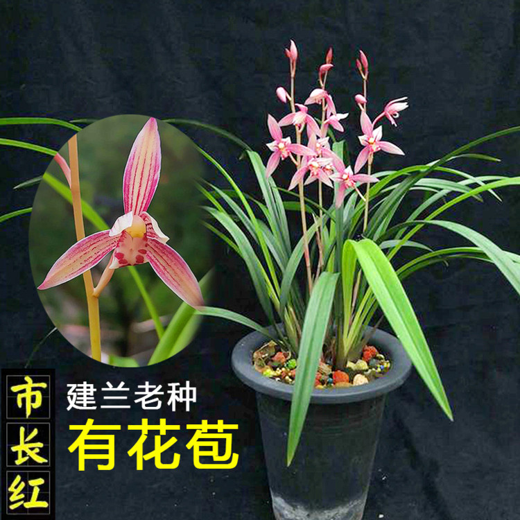 市长红兰花老种带花苞建兰四季兰红花浓香型盆栽绿植好养植物名贵
