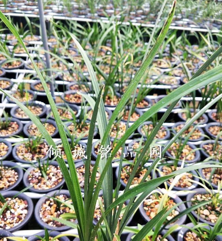 花期带花苞兰花苗 春剑漂亮叶蝶 连叶片带蝶 实拍1盆2苗合计1600