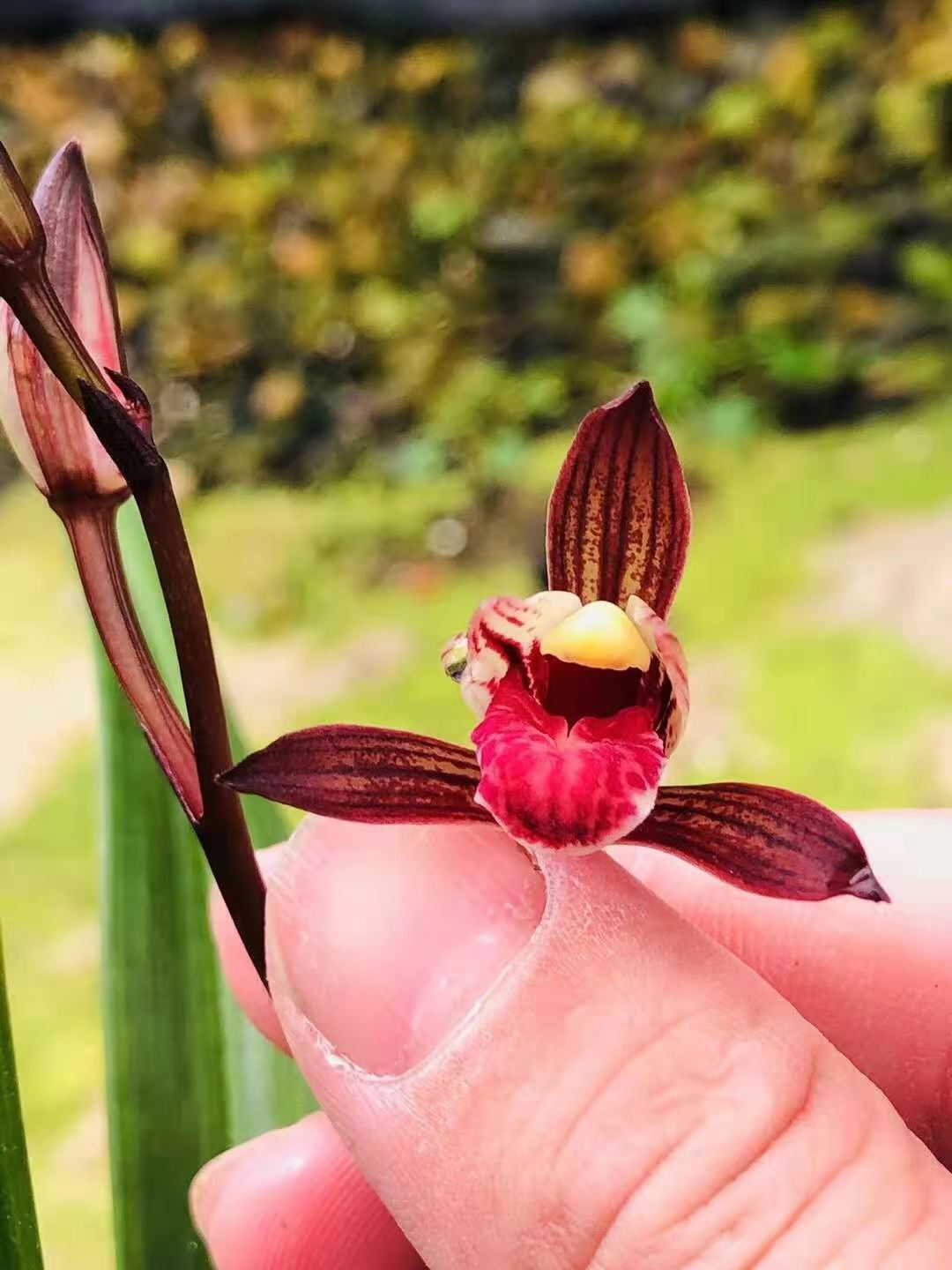 精品兰花浓香四季兰建兰色花铭品紫凝（黑美人）室内花卉盆栽