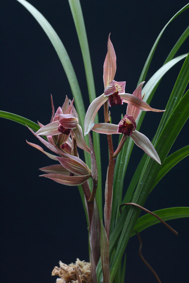 花期带花苞精品兰花春剑名品 美人剑 兰花苗春节开花花香包成活