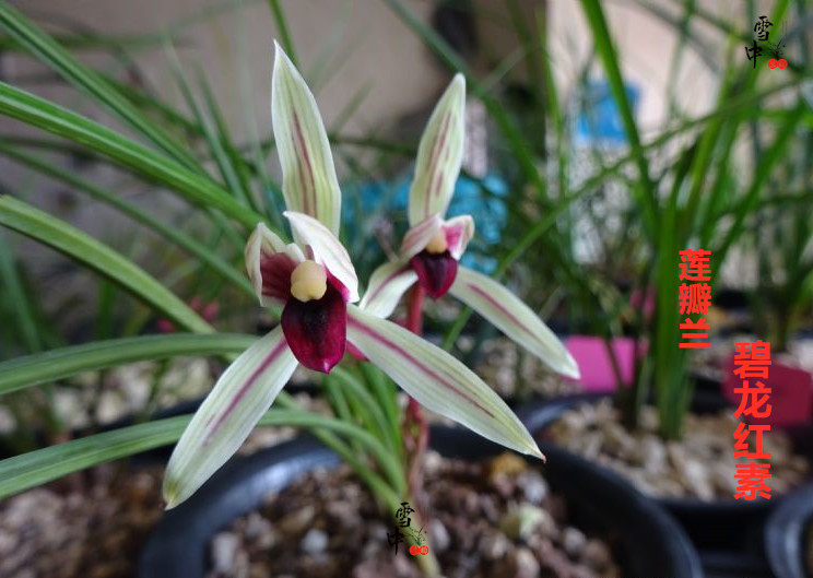 精品莲瓣兰名品【碧龙红素】包邮自然老种兰花苗浓香绿植花卉盆栽