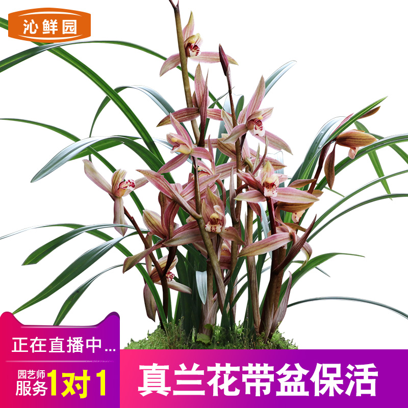 特香兰草绿色植物室内盆栽花卉春剑香兰花苗矮种带花苞带盆盆景