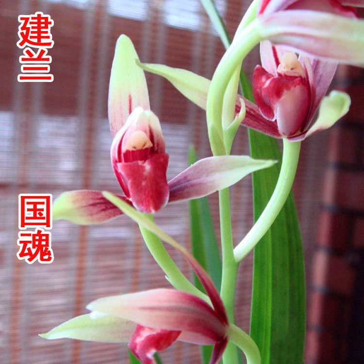 清仓价正品兰花窗建兰盆景 国魂盆栽绿植植物 免邮