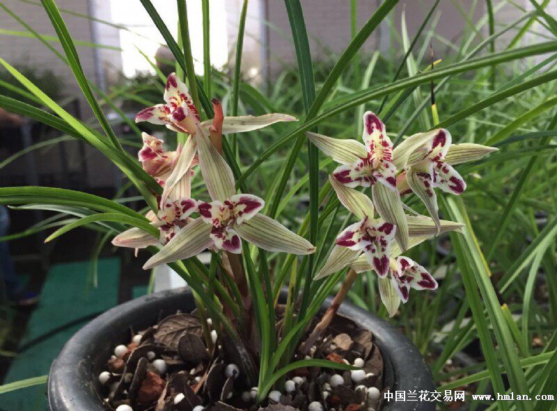 清仓价高品质兰花 云南老种兰花 莲瓣兰 星光灿烂 浓香型