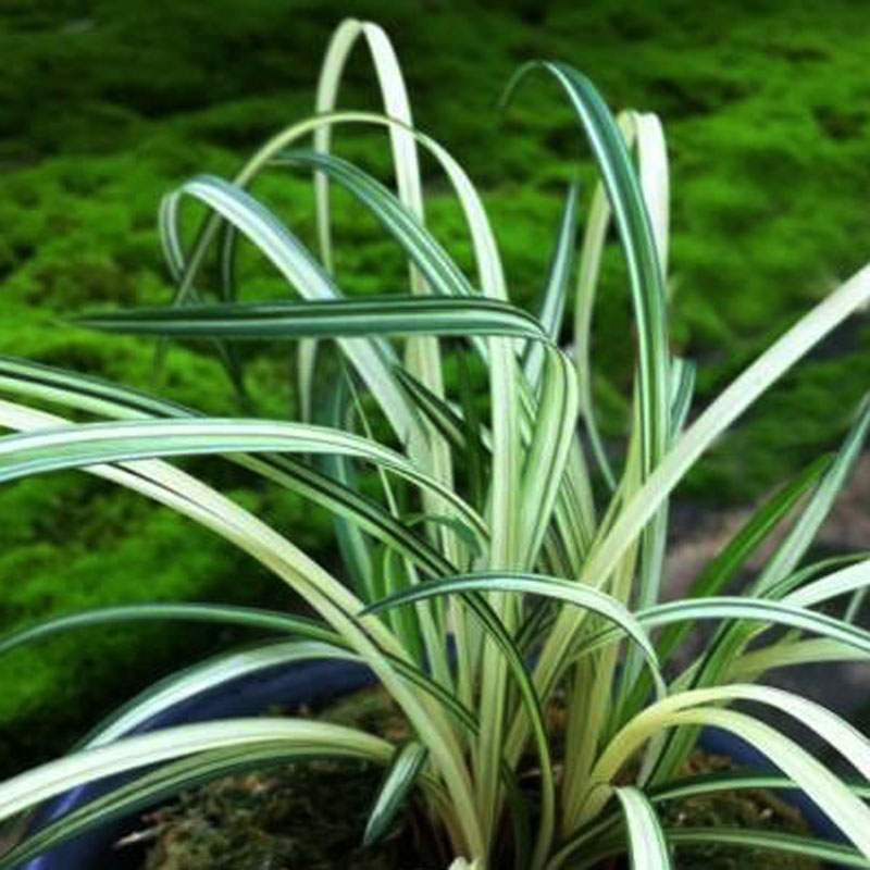 兰花苗带盆栽好发货 莲瓣兰大丽之华