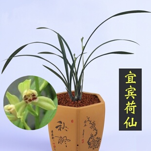 兰花【宜宾荷仙】兰花苗建兰四季兰水仙瓣飘逸叶姿室素花盆栽花卉