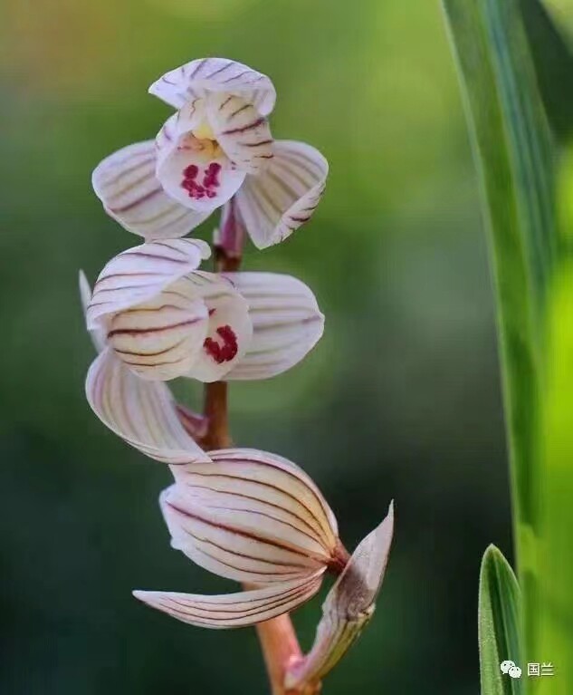 精品兰花莲瓣兰荷瓣代表~荷之冠~花期带花苞