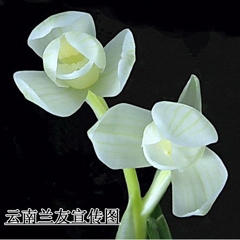当年开花兰花苗盆栽好发货莲瓣兰永怀素漏风雨自然栽培苗阳台植物