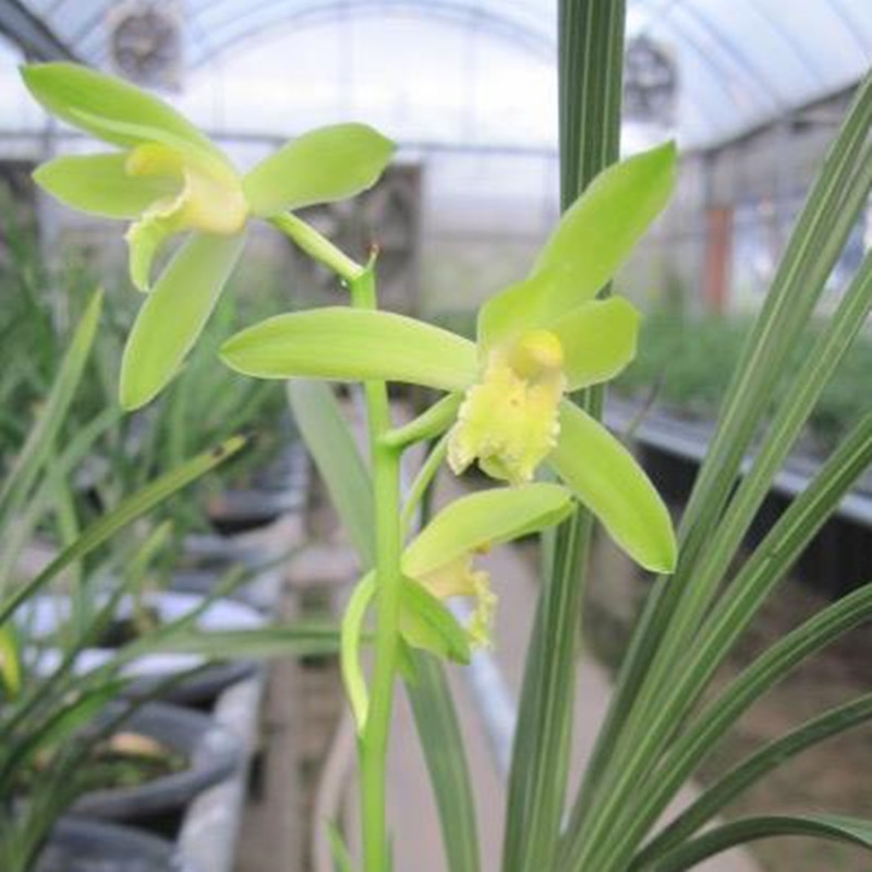 兰花苗名贵蕙兰翠淀荷素兰花盆栽植物阳台室内客厅美观绿植花卉无