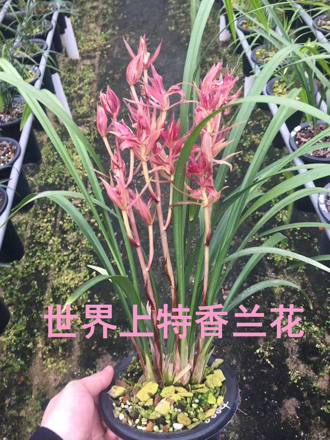 四川盆栽植物兰花春剑