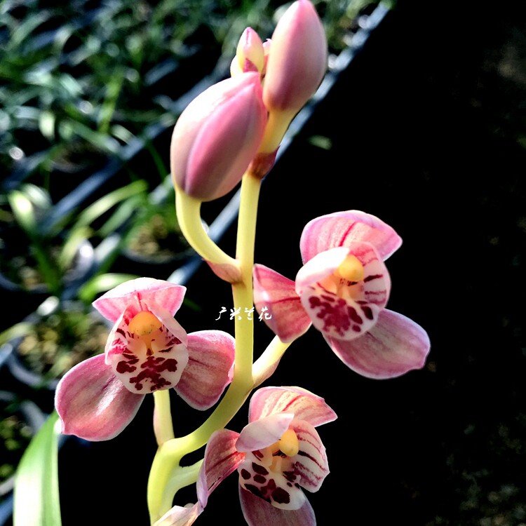 兰花浓香四季建兰荷瓣 红玉 红花粉荷 红玉三星 盆栽绿植花卉广兴