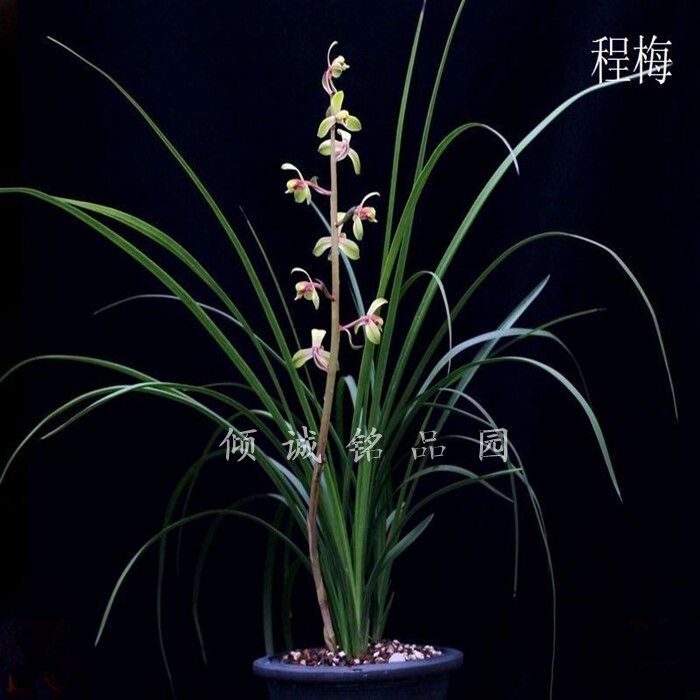 带花苞兰花 蕙兰铭品 赤蕙之王 老种(程梅)1800/苗