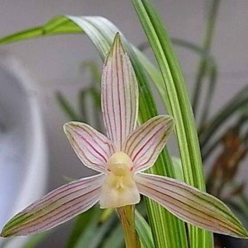 当年开花兰花苗盆栽好发货 春兰彩锦素叶花双艺 漏风雨自然栽培苗