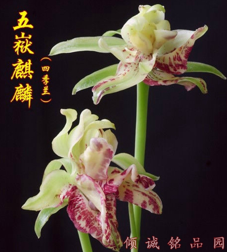 兰花苗 建兰四季兰 花卉盆栽 五岳麒麟50/苗