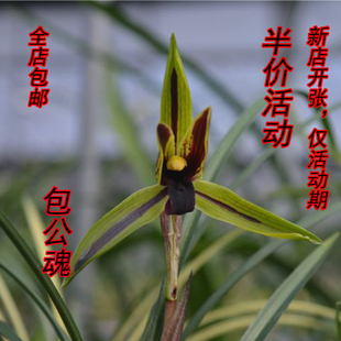 高档正品兰花苗春兰包公魂浓香型原生自然苗 绿植盆栽特价包邮