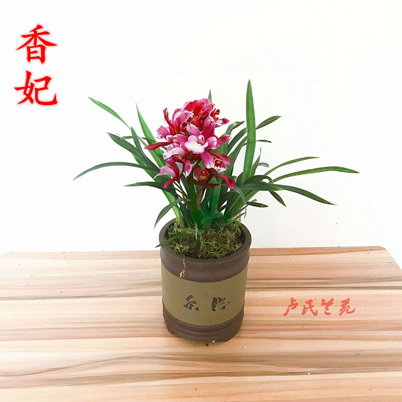 建兰浓香型花卉易活绿植盆栽