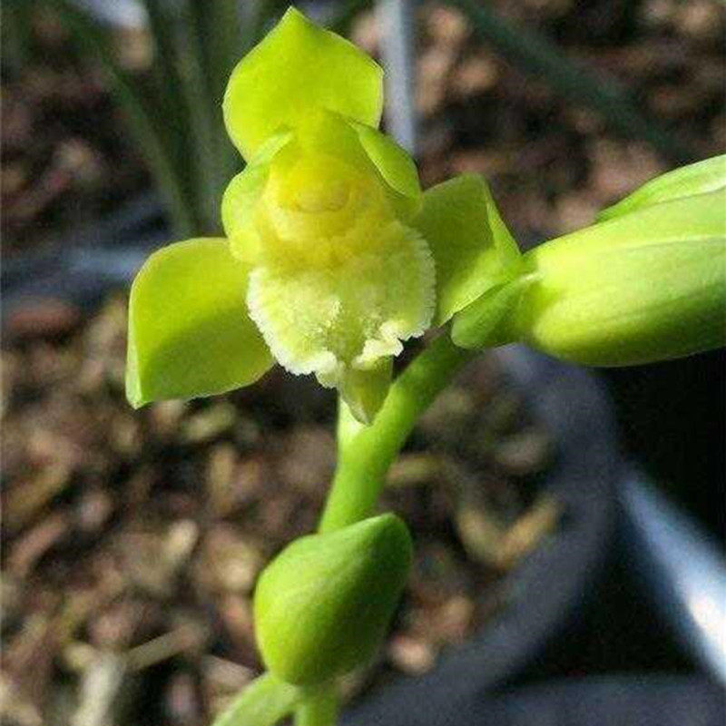 名贵盆栽植物兰花清仓价包邮