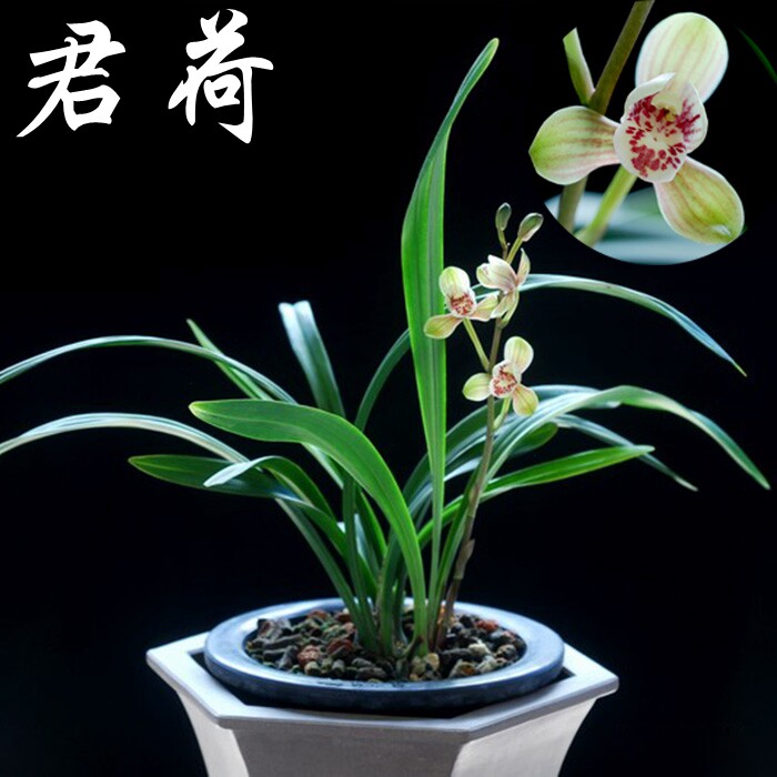 建兰八大名品君荷 夏皇梅 红一品 一品梅兰花苗室内绿植花卉盆栽