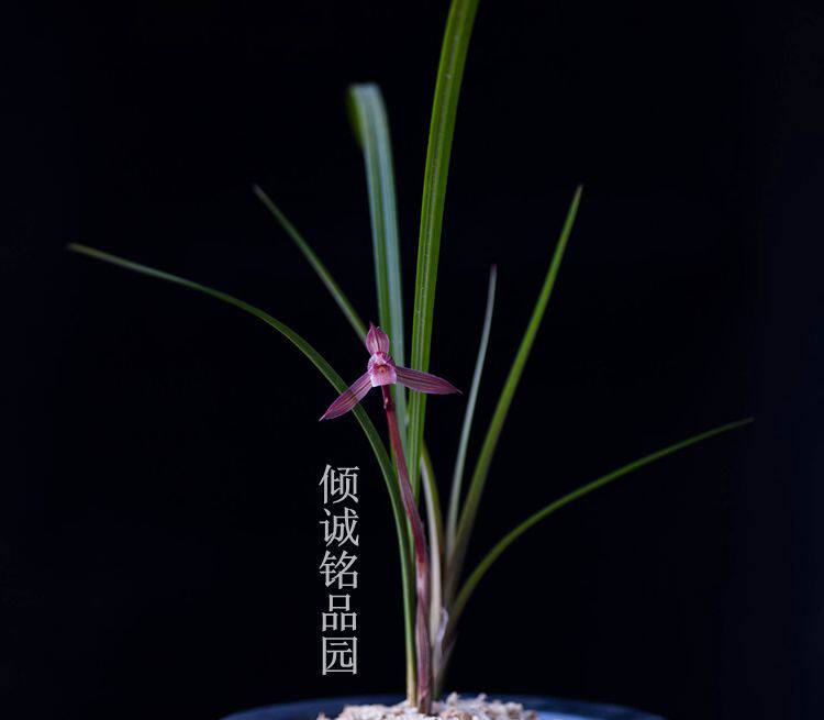花期带花苞兰花苗 春剑铭品原种 中华红素 实拍一盆
