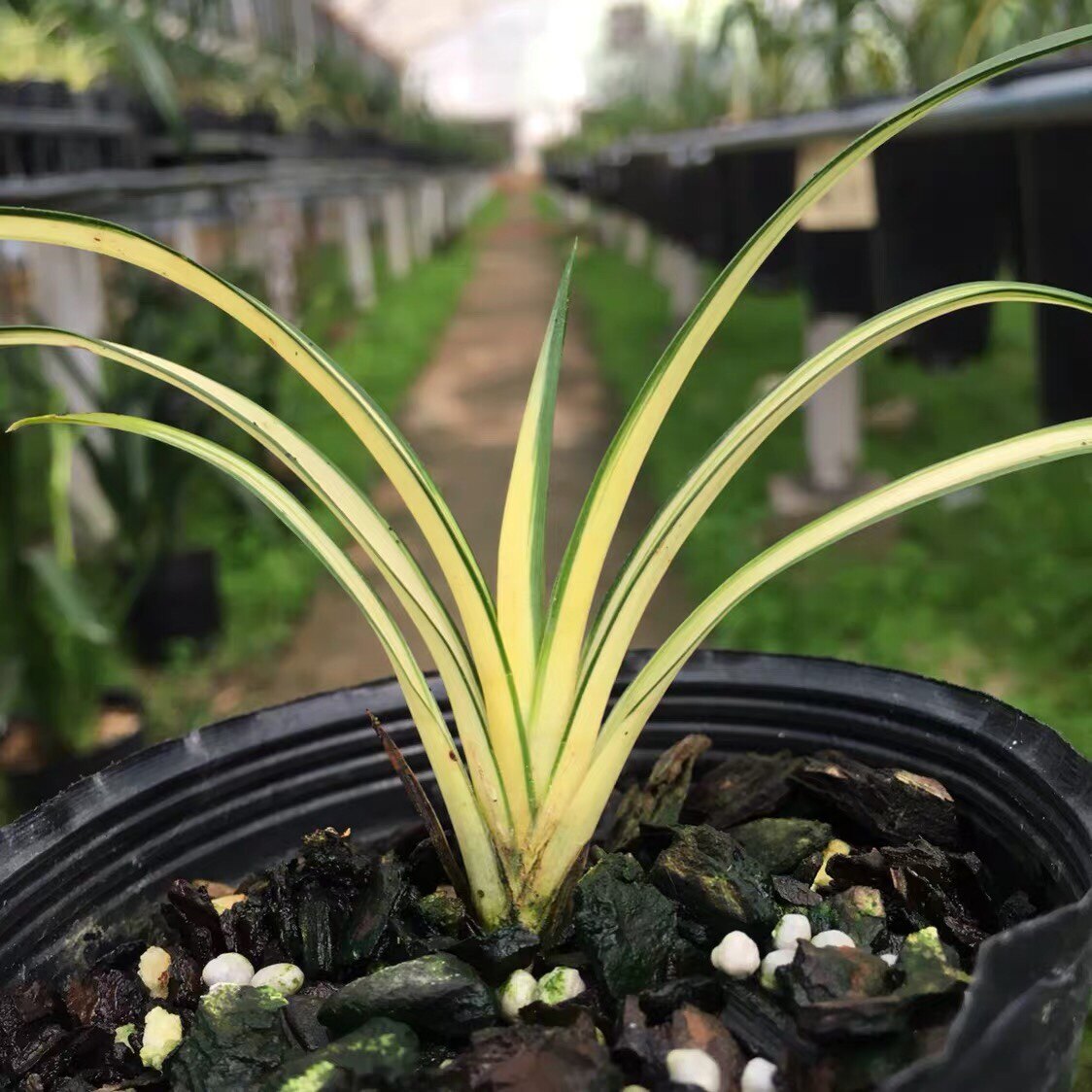 世界上特香兰花送春中透艺草 苗原盆发苗送春线艺新品室内花卉
