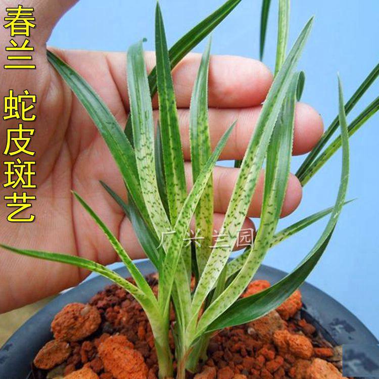 春兰超漂亮 蛇皮斑纹艺 特色兰花苗盆栽绿植花卉办公室花室内广兴