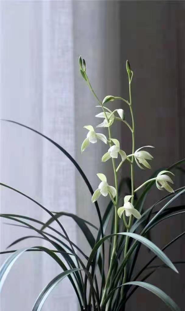 超香四季兰建兰小大唐宫粉绿植花卉客厅花苗植物盆栽花期带花苞