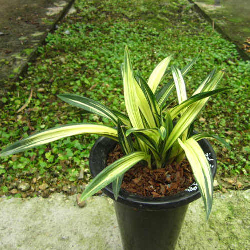 矮种盆栽植物兰花