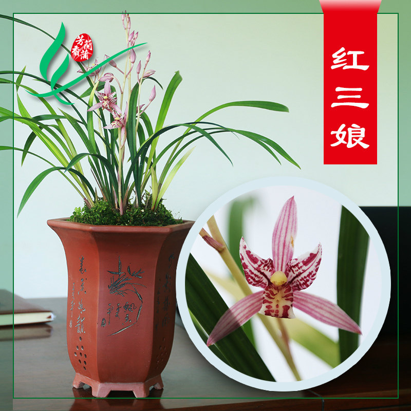 清仓价正品兰花苗建兰四季兰红三娘浓香花卉绿植芳香