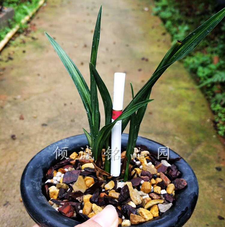 花期带花苞兰花苗 春剑矮种 奇叶水晶龙中透 实拍1盆合计1900