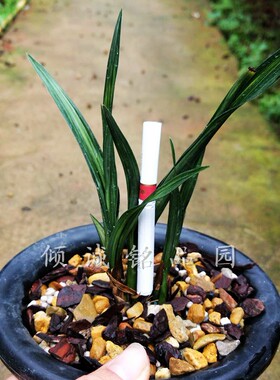 花期带花苞兰花苗 春剑矮种 奇叶水晶龙中透 实拍1盆合计1900