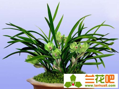 绿植客厅盆景兰花苗包邮