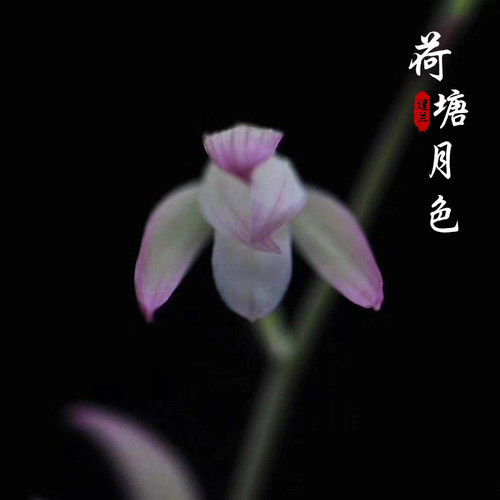 名贵建兰美观书房提神绿植盆栽