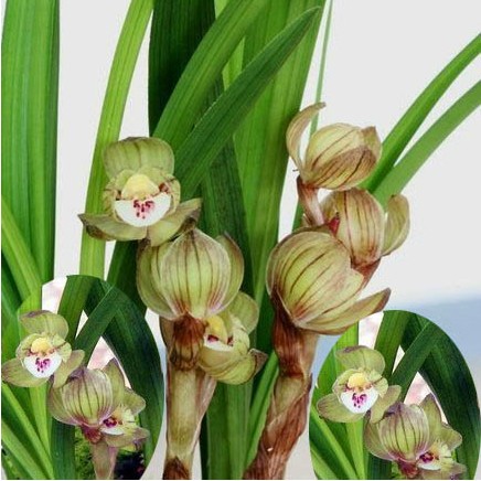 花期带花苞兰花苗 春剑大团圆 春剑荷瓣1200/苗