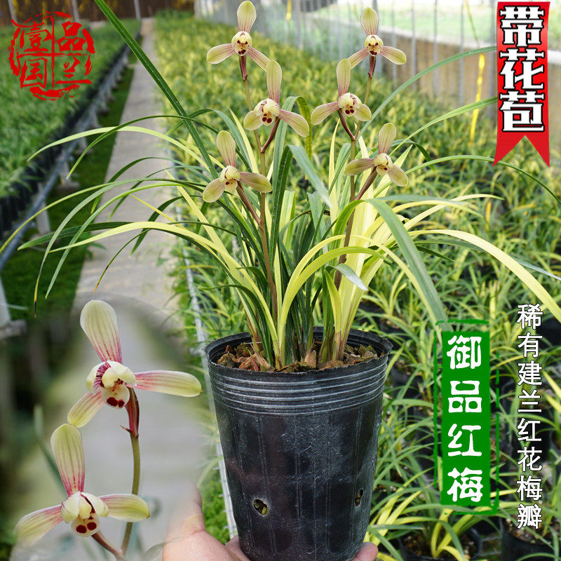 四季浓香型福建南靖名贵矮种兰花