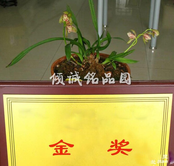 夏季带花苞兰花 建兰水晶 夏季带花 (晶龙奇蝶)50/苗